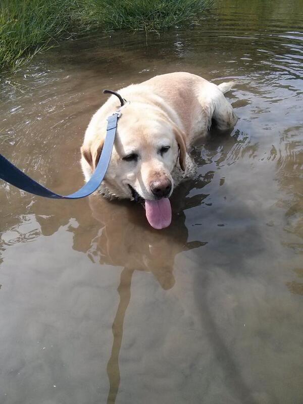 Ooh. A relevant hash tag - #fatdogproblems  "Too hot to walk" and "'is this really a dog?' asked the cow."  - embedded image