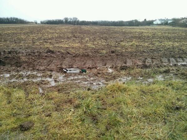 A ducks life .... Clearly they like eating muck. http://t.co/PEHnn7BUHm - embedded image