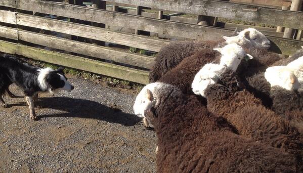 They soon learn who is boss... But if they once boss a dog they will be merciless thereafter. Floss knows this. http://t.co/PdyTnqig0v - embedded image