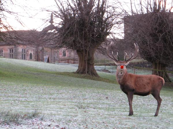 RT Is that you Rudolph?!  - embedded image 