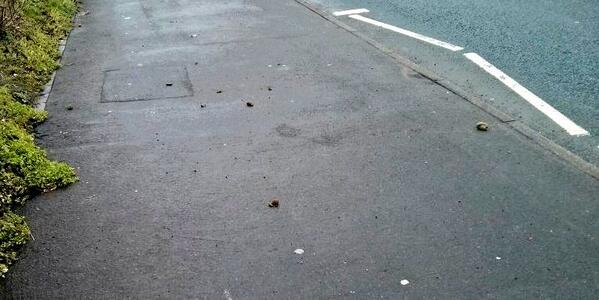Dog poo minefield. :-( http://t.co/V9JbjDCRBM - embedded image