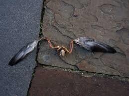 RT “@PigeonJon: Feral Pete has lost a bit of Weight. ”nearly choked on my wine when I saw this. - embedded image