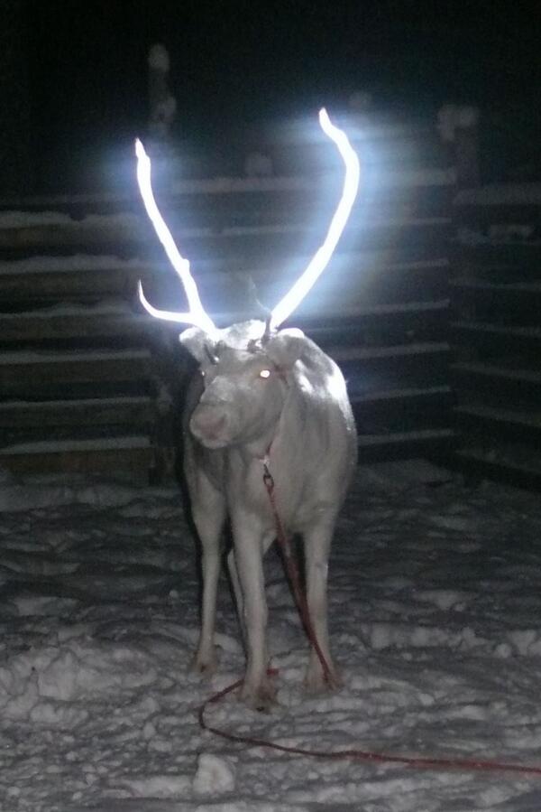 In Norway they're spraying reindeer antlers w a reflective coating to protect them from cars http://t.co/gYe9EgFdii http://t.co/mtiq89AItU - embedded image
