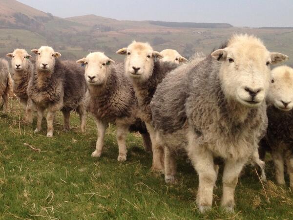 Bellies full of lambs. Due to kick off this week... http://t.co/eZfvxOtStP - embedded image
