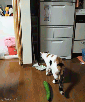 RT Suddenly a cucumber.  - embedded image 