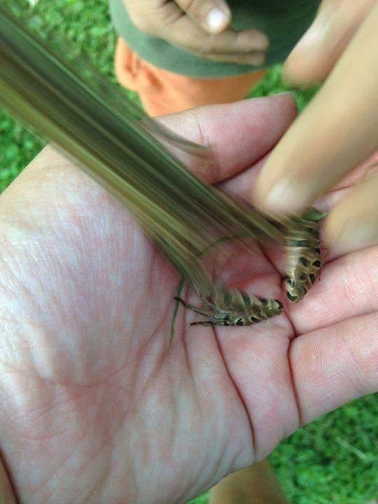 RT Sadly, couldn't get a picture before the frog made the jump to lightspeed  - embedded image 