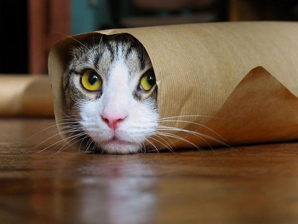 RT You will not find me human  - embedded image 