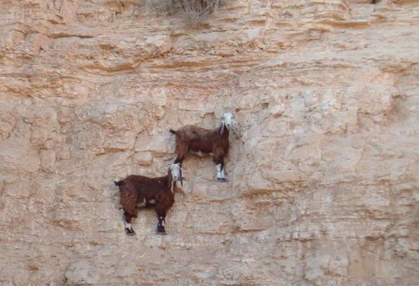 RT im not even sure goats actually use physics  - embedded image 2