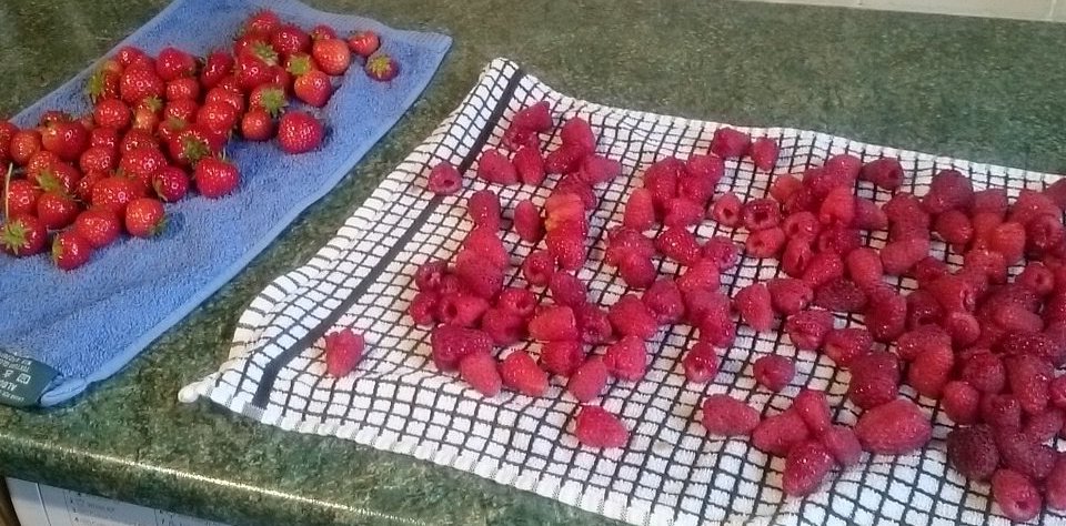 Poisonous fruit .... red means danger !  - embedded image 