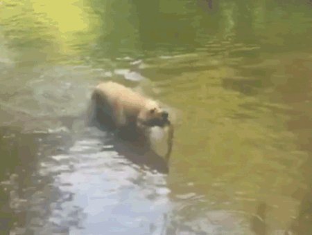 RT Dogs got hidden talent   - embedded image 