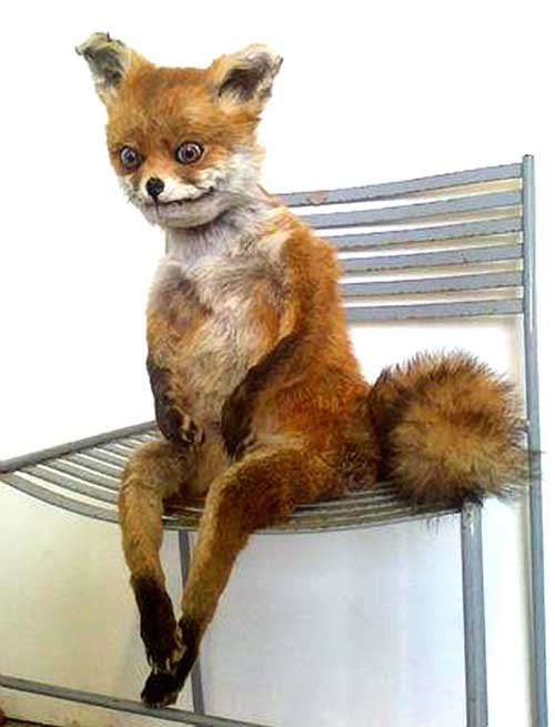 RT Basil, star of the @johnlewisretail ad 'forced to scavange from bins' when the money ran out.  - embedded image 
