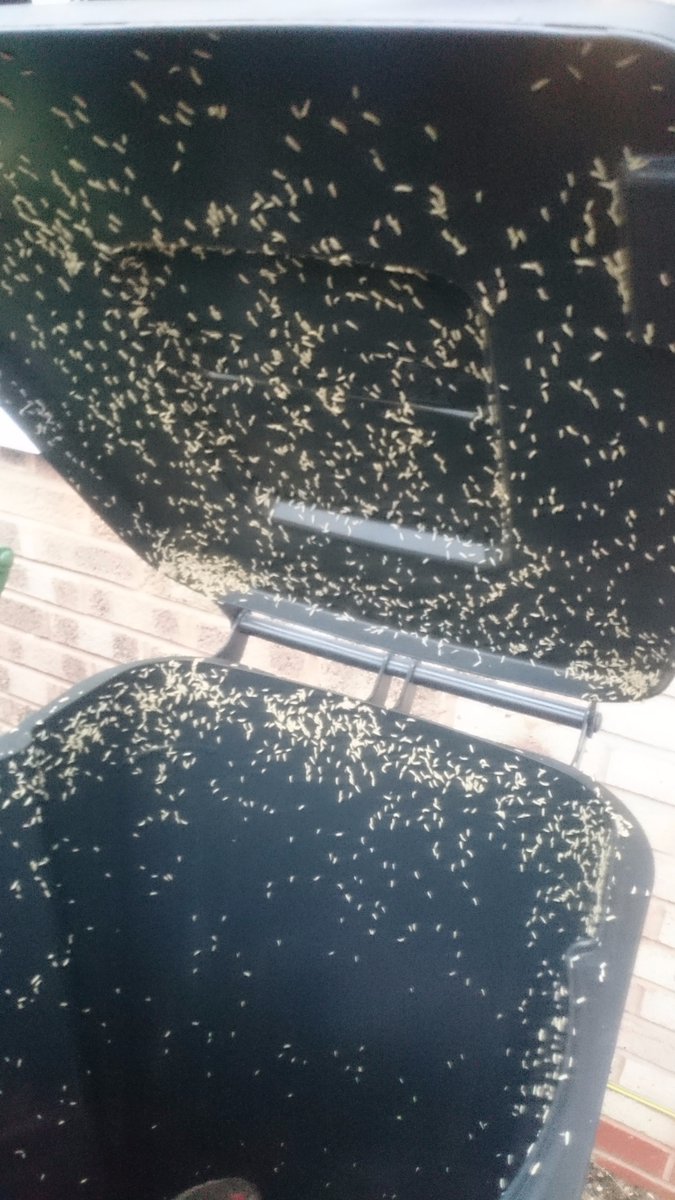 My bin was disgusting. 
Maggots. 
Bleach and a pressure washer to the rescue....  - embedded image 