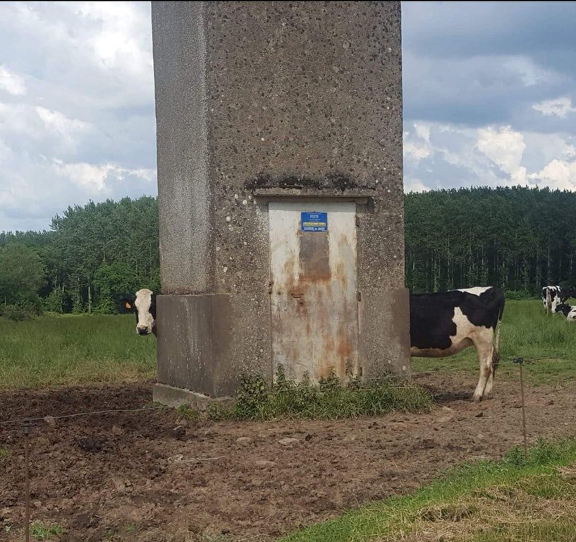 RT Cows: how long is too long?
#ThursdayThoughts  - embedded image 