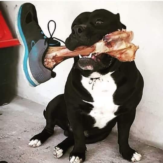 RT Put A Trainer On Your Dogs Bone & Scare The Shit Out Of People   - embedded image 