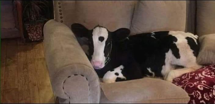 RT Note to self:   Never buy a border collie when you’re drunk.  - embedded image 