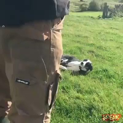 RT When you lied in your CV about being a qualified sheep dog.🤣🤣🤣🤣🤣🤣  - embedded image 