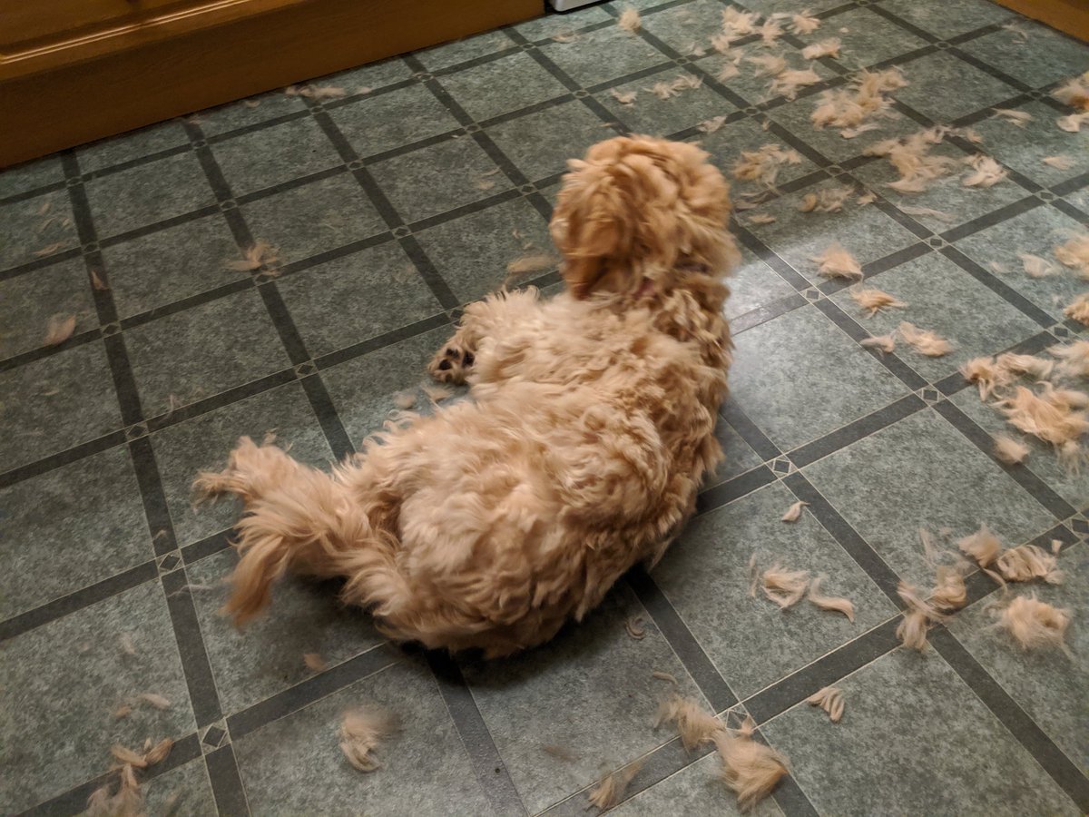 The dog has had her first hair cut.  - embedded image 