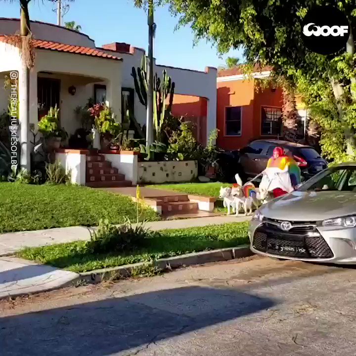 RT "Just trying to cheer up the neighbours"
(therealhuskiesoflbc / IG)  - embedded image 