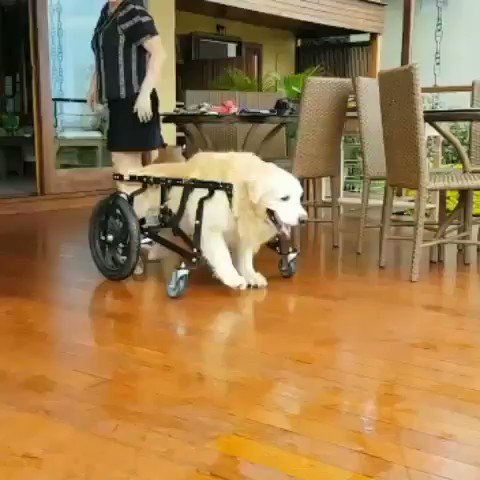 RT this is lion, lion is battling cancer but still going strong and enjoying life
(goldentaiia IG)  - embedded image 