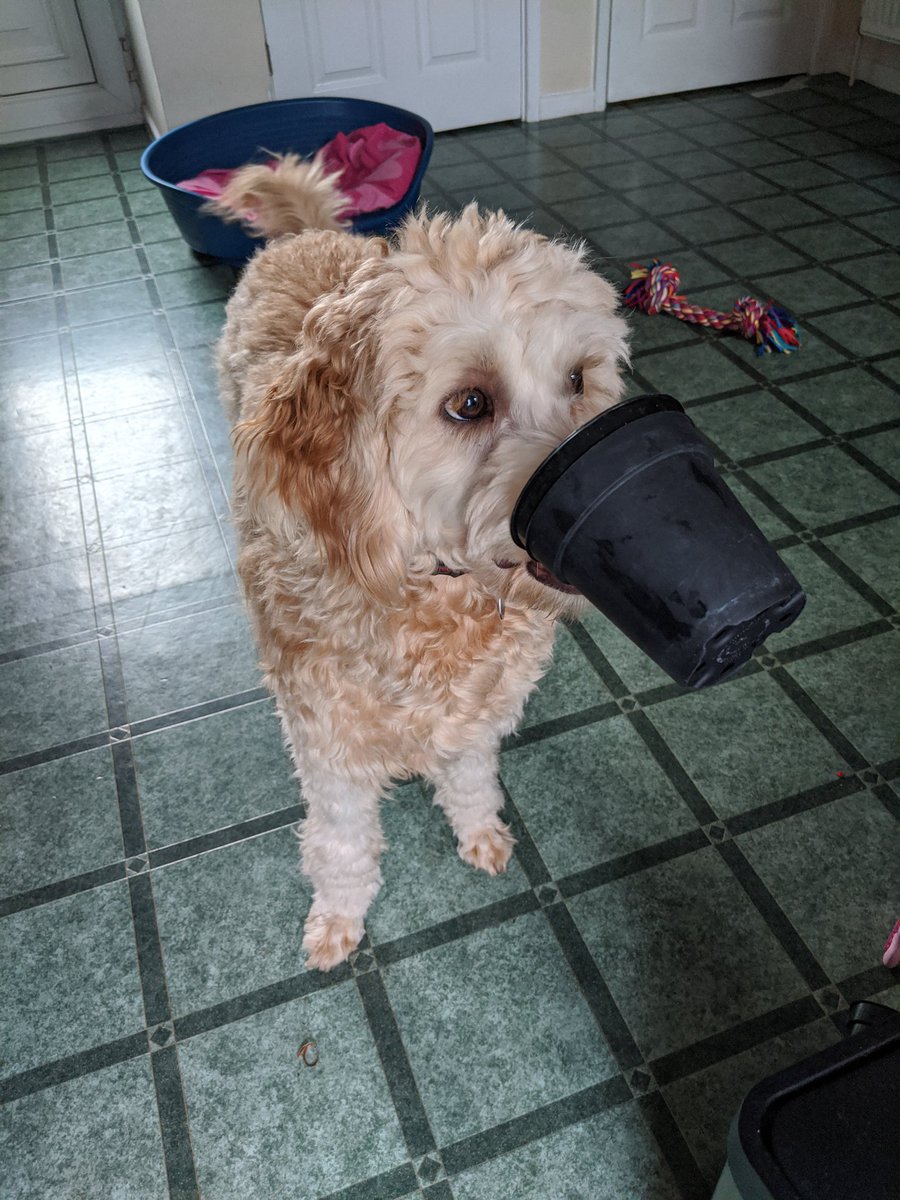 The dog isn't taking any chances with #Corona
She's made herself a gas mask.  - embedded image 
