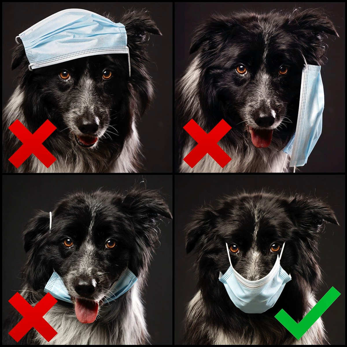 RT PSA by James Walker Studios ft. Scully!  - embedded image 