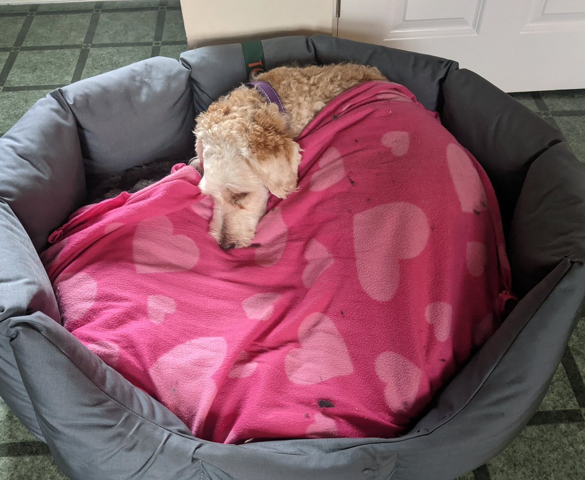 It's a miserable day today. 
#backToBed #dogsoftwitter  - embedded image 